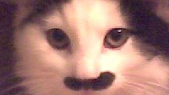 Gato Hitler