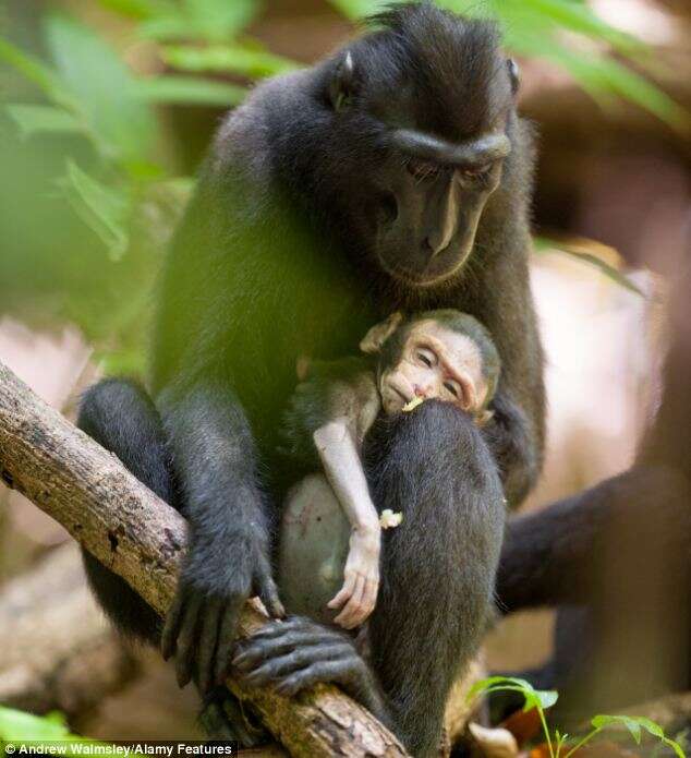Macaco com filhote