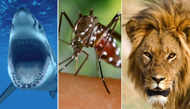 Tubarão, mosquito e leão