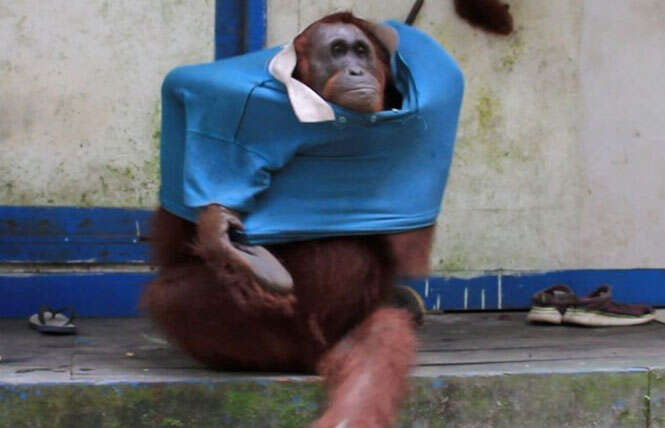 orangotango de camisa
