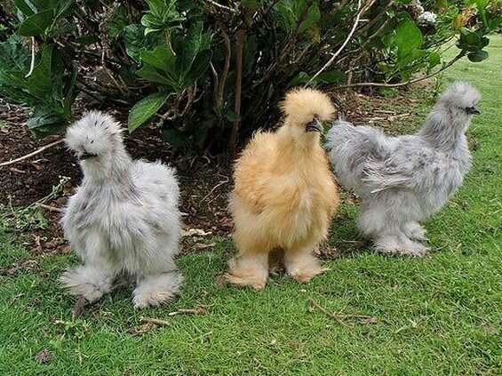 Silkie 