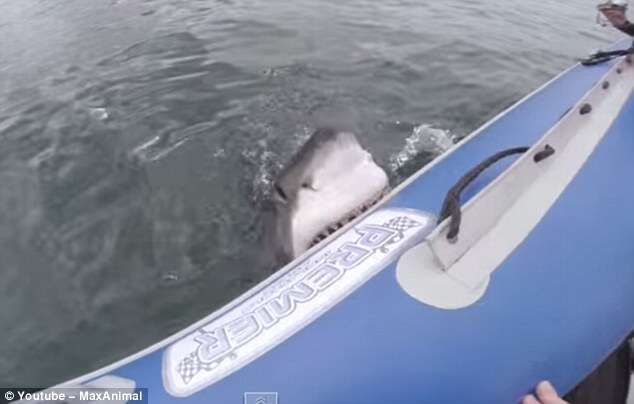 Tubarão comendo barco