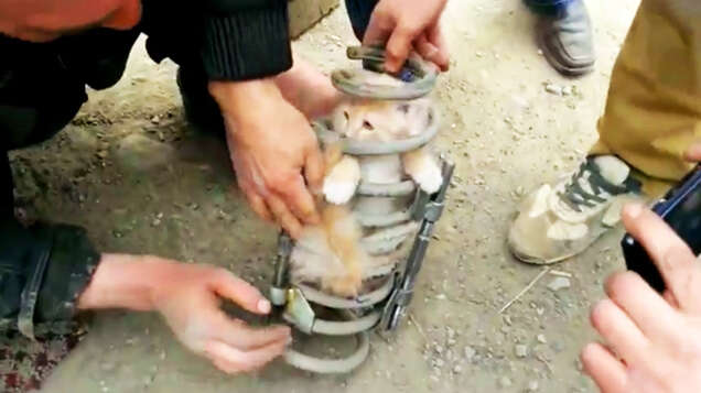 Gato preso em mola de suspensão