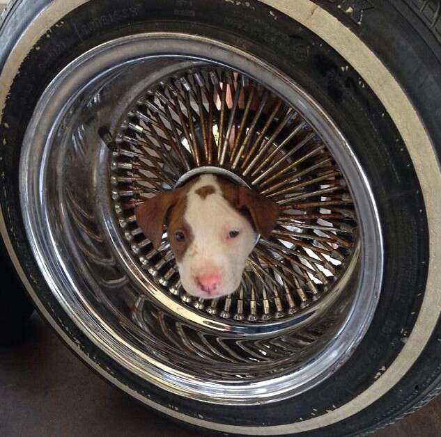 Cão preso em roda