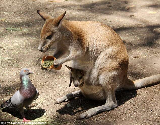 wallaby dando comida a pombo