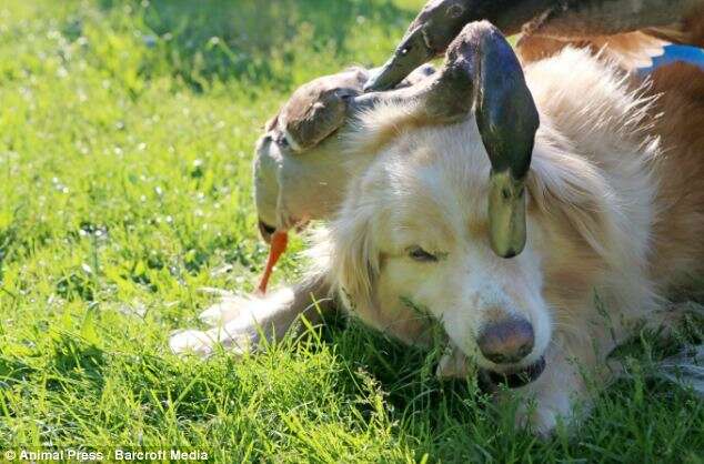 Cão e pato