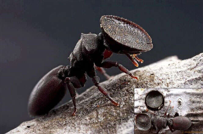 Formigas-cabeça-de-soldado