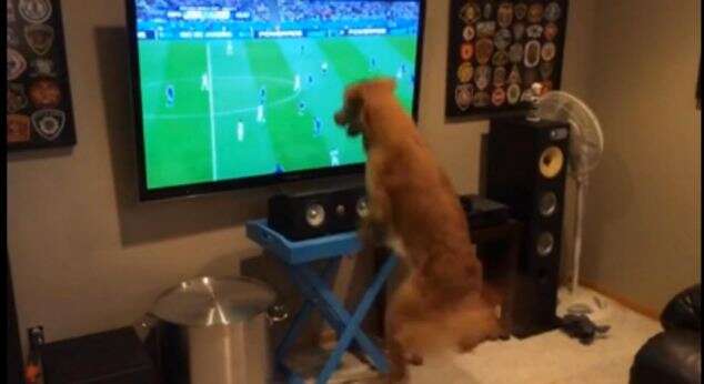 Cão assistindo Copa do Mundo