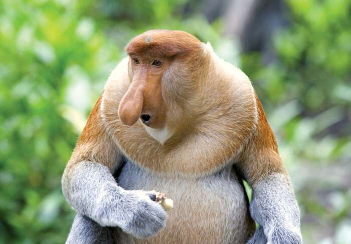 Macaco-narigudo