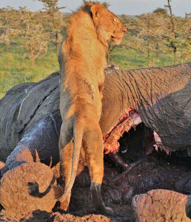 Hyena Hides From Hungry Lion In Elephant Carcass