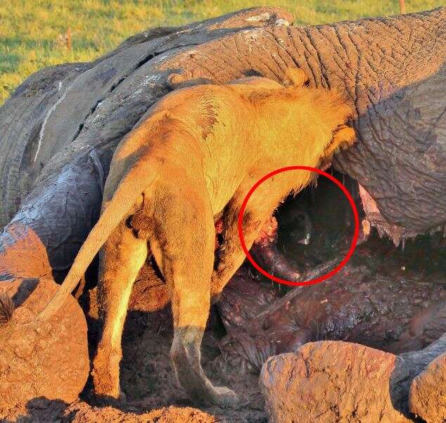 Hiena se esconde em carcaça de elefante