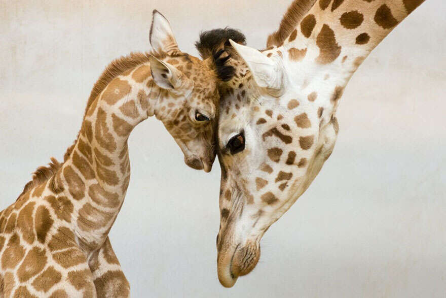 Amor animal