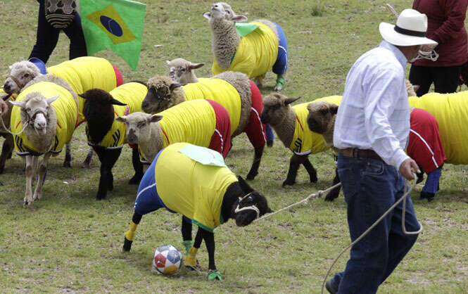 Futebol de ovelhas