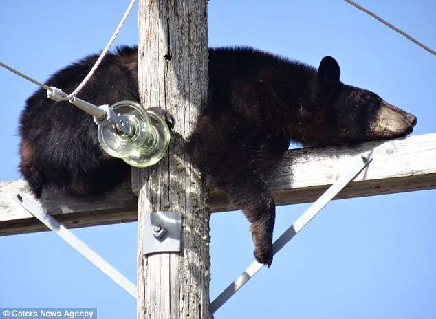 urso dormindo em poste