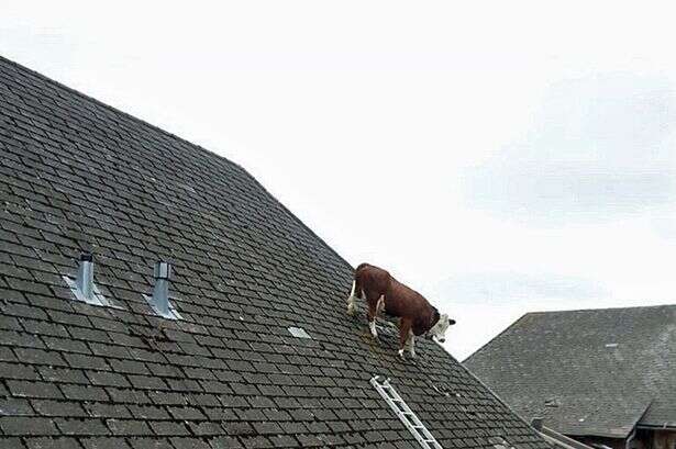 Vaca no telhado
