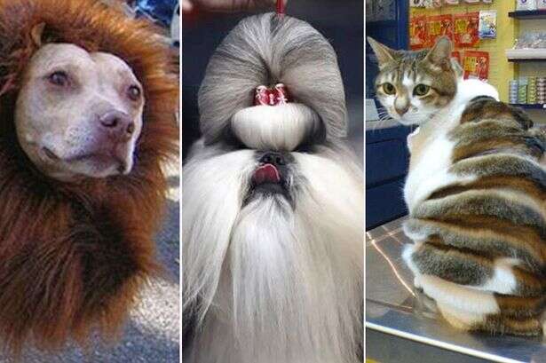 Cortes em pelos de animais