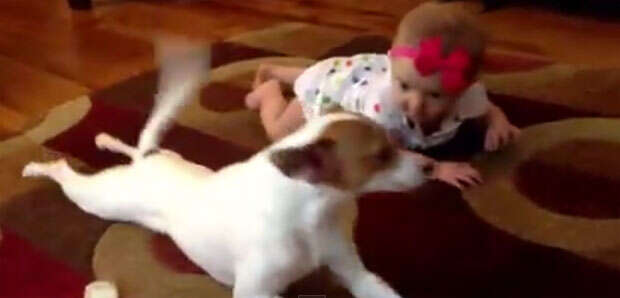 Cão ensinando bebê a engatinhar