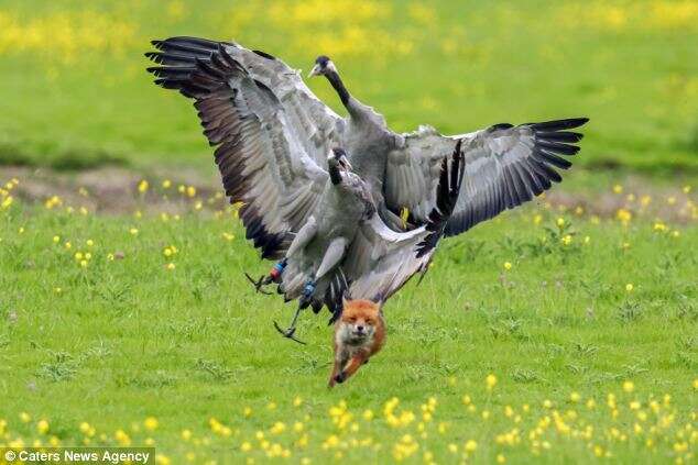 Aves atacam raposa que tentou comer seus filhotes