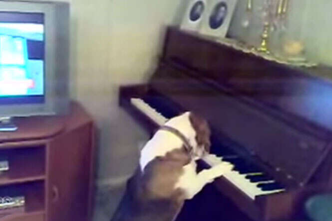 Cão tocando piano