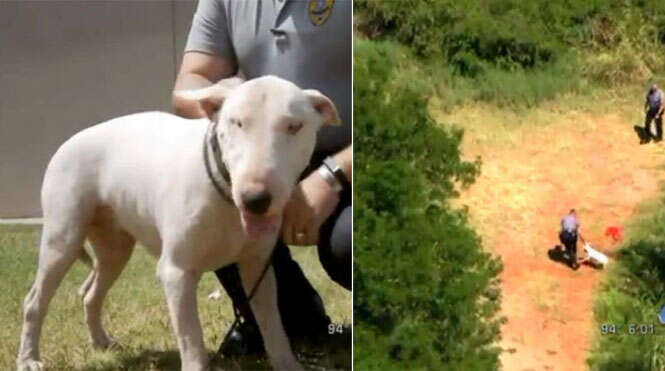 Cão com dono morto