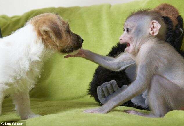 Chimpanzé recebe carinho de cães em novo lar