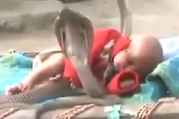 Cobras Venenosas protegem bebê enquanto dorme