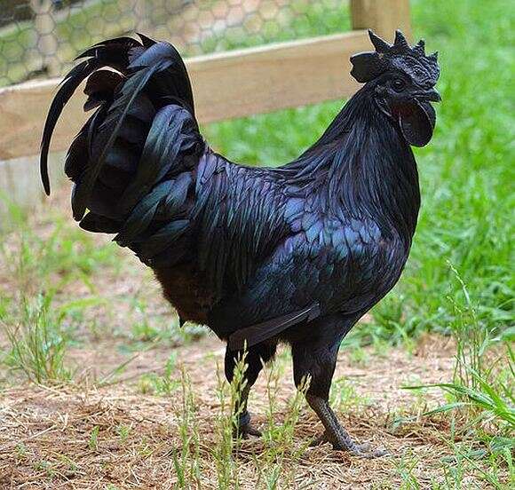 Espécie rara de galinha preta