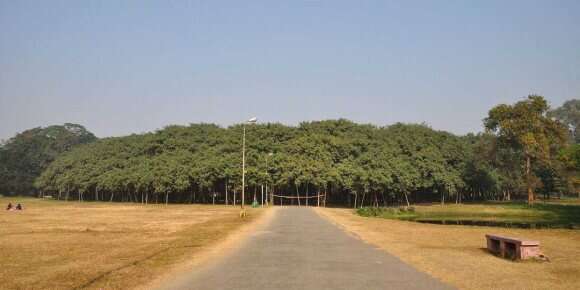 Conheça a linda árvore na Índia que entrou para o livro dos recordes