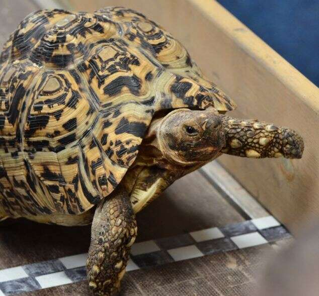 Conheça a tartaruga mais rápida do mundo