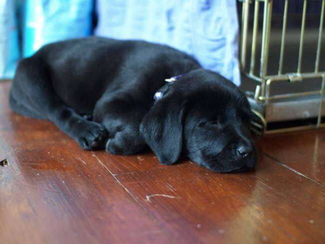 Cão dormindo