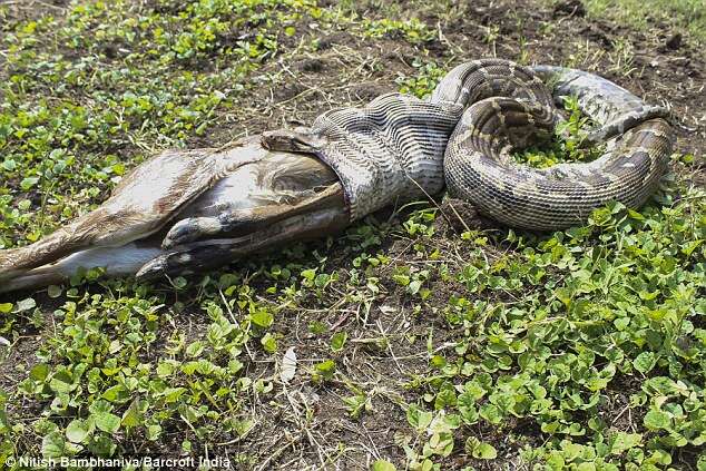 Enorme cobra píton é flagrada engolindo antílope