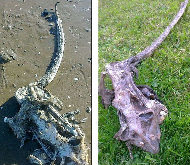 Família fica assustada ao encontrar esqueleto de monstro marinho