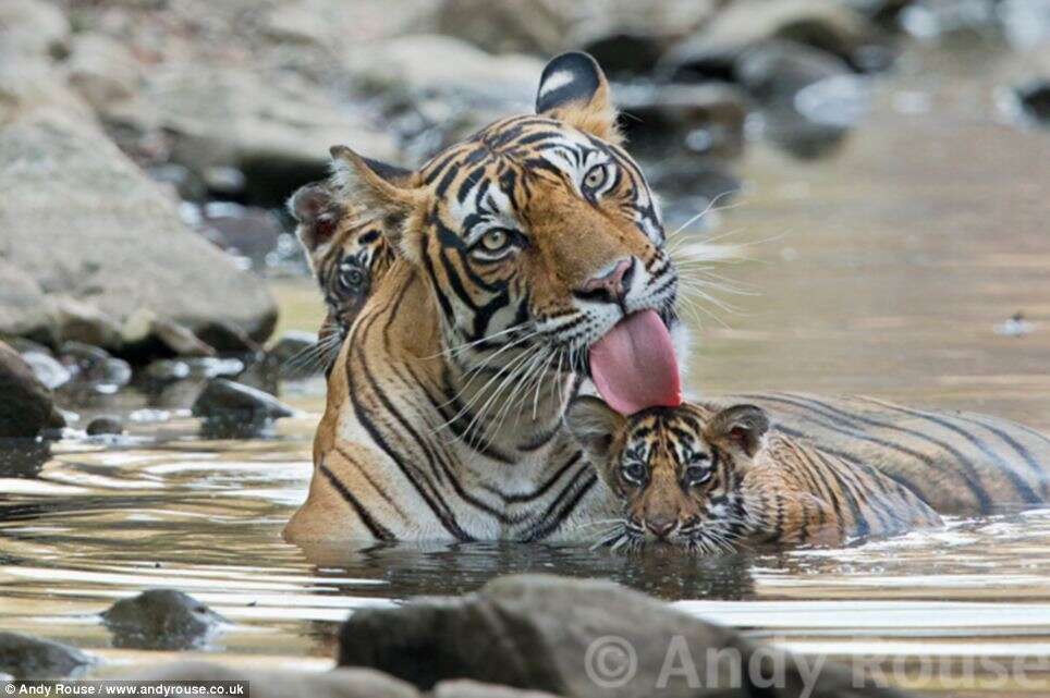 Tigre e seus filhotes se refrescam em lago