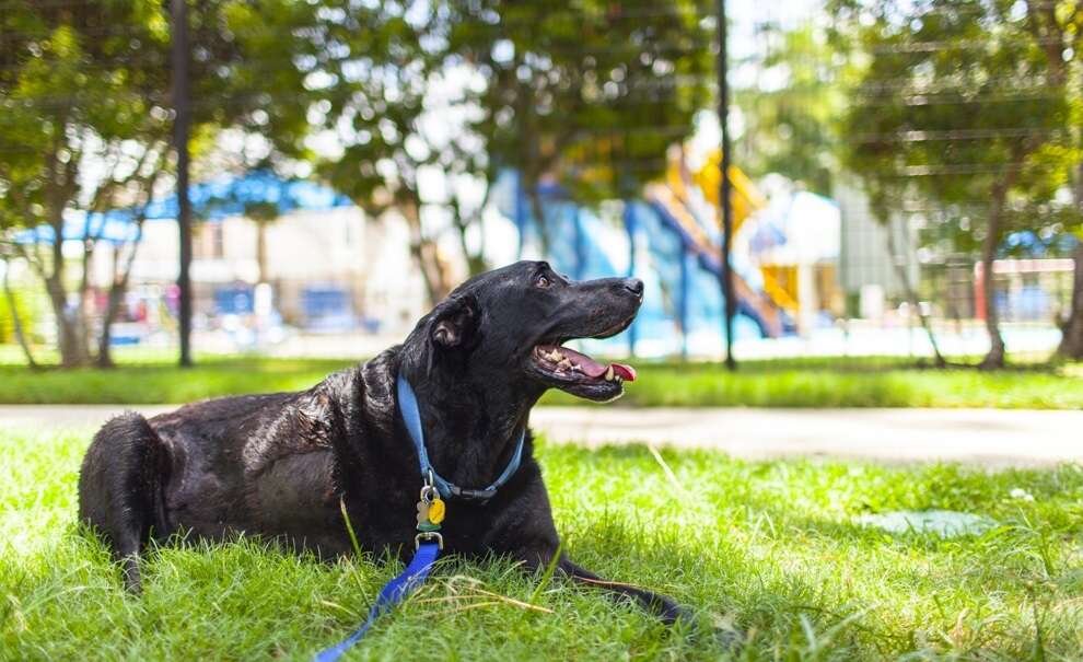 Fotos do último dia de vida de cão emociona internautas