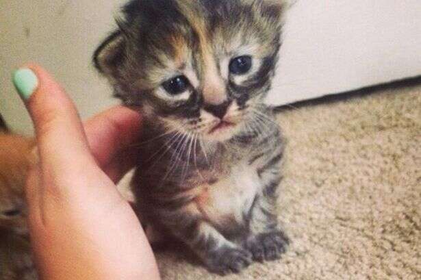 Purrmanently Sad Cat