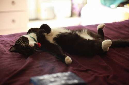 Gato dormindo "baleado" faz sucesso na internet