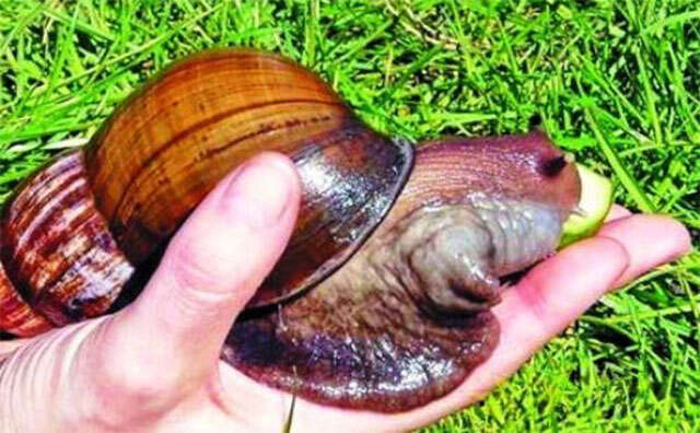 Gigante caracol mortal