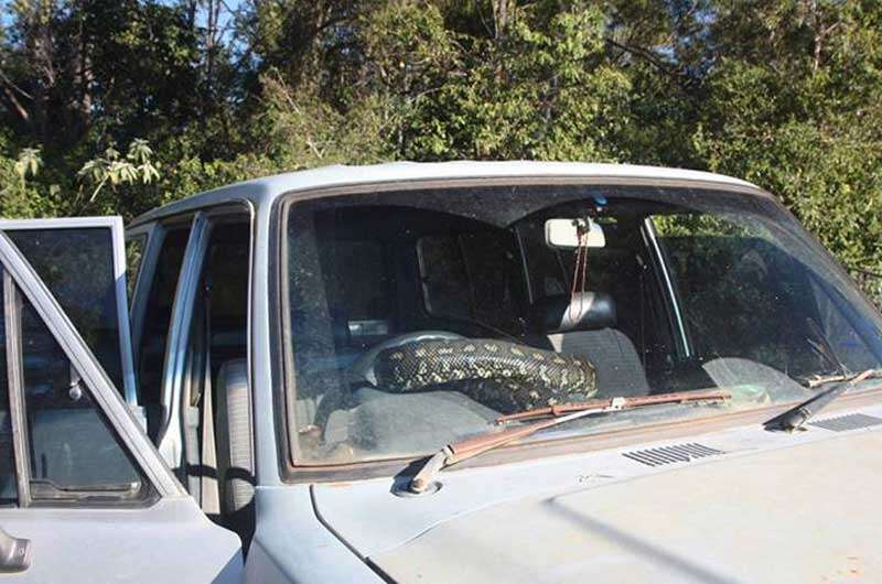 Homem encontra cobra no painel de seu carro