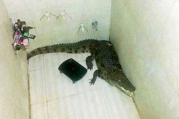 Homem leva susto ao encontrar crocodilo no banheiro