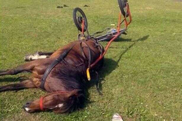 Imagem de cavalo caído e deixado para morrer