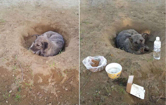 Cão Abandonado espera seus donos em buraco