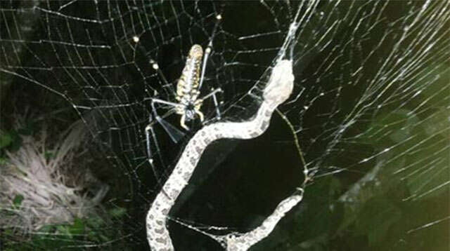 Aranha comendo cobra impressiona internautas