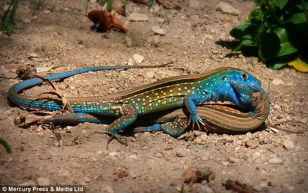 Lagartos são flagrados se beijando