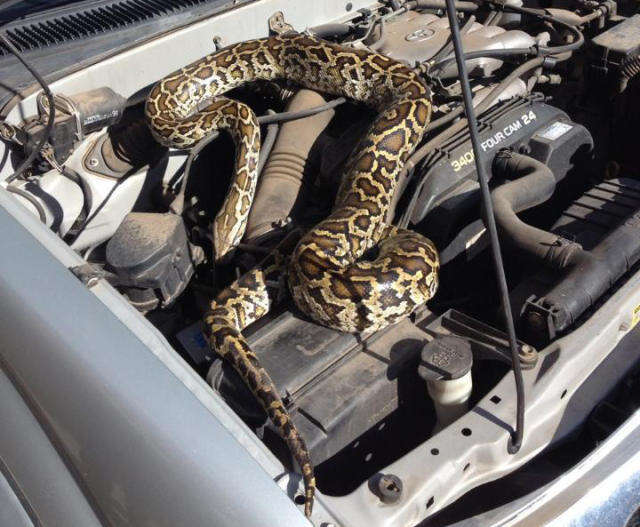 Mulher leva susto ao encontrar cobra píton no motor de seu carro