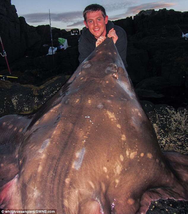 Pescador captura peixe gigante