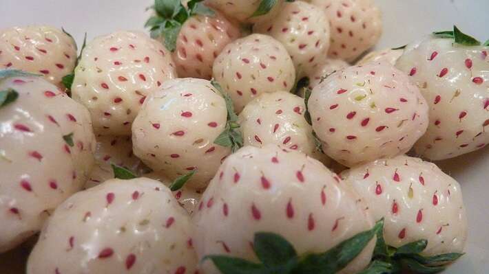 Pineberries