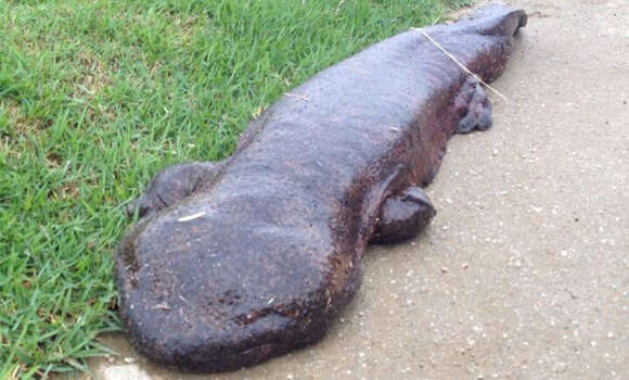 Salamandra gigante e vista no japão