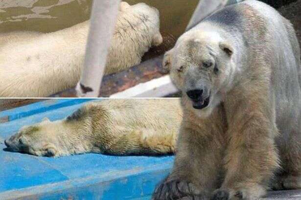 Urso polar mais triste do mundo