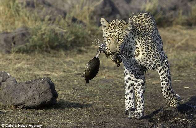 Leopardo caça e devora tartarugas