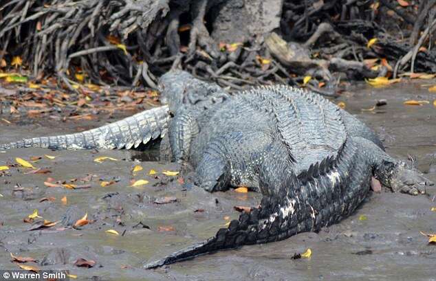 Crocodilo canibal de 5 metros devora outro de sua espécie